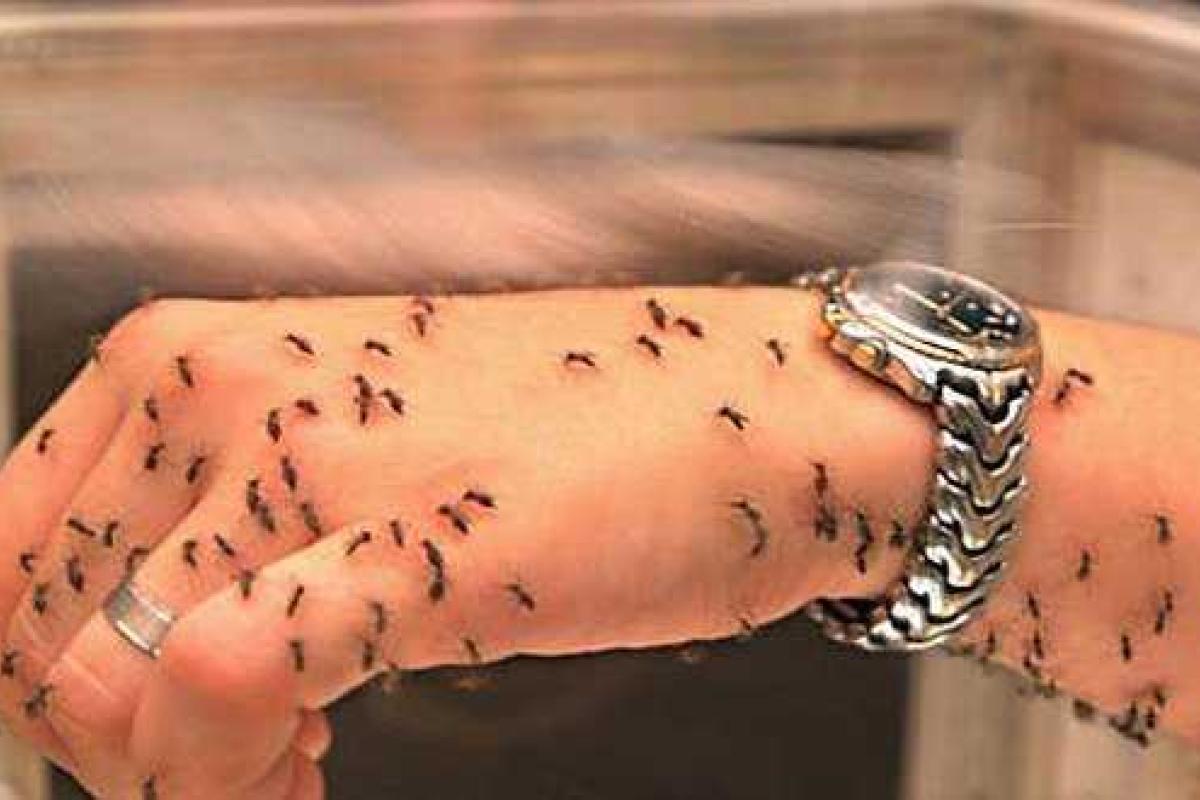 В Харькове зарегистрированы 3 случая лихорадки Денге