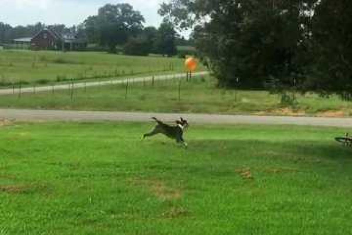 Собака с шариком покорила интернет Собака с шариком покорила интернет