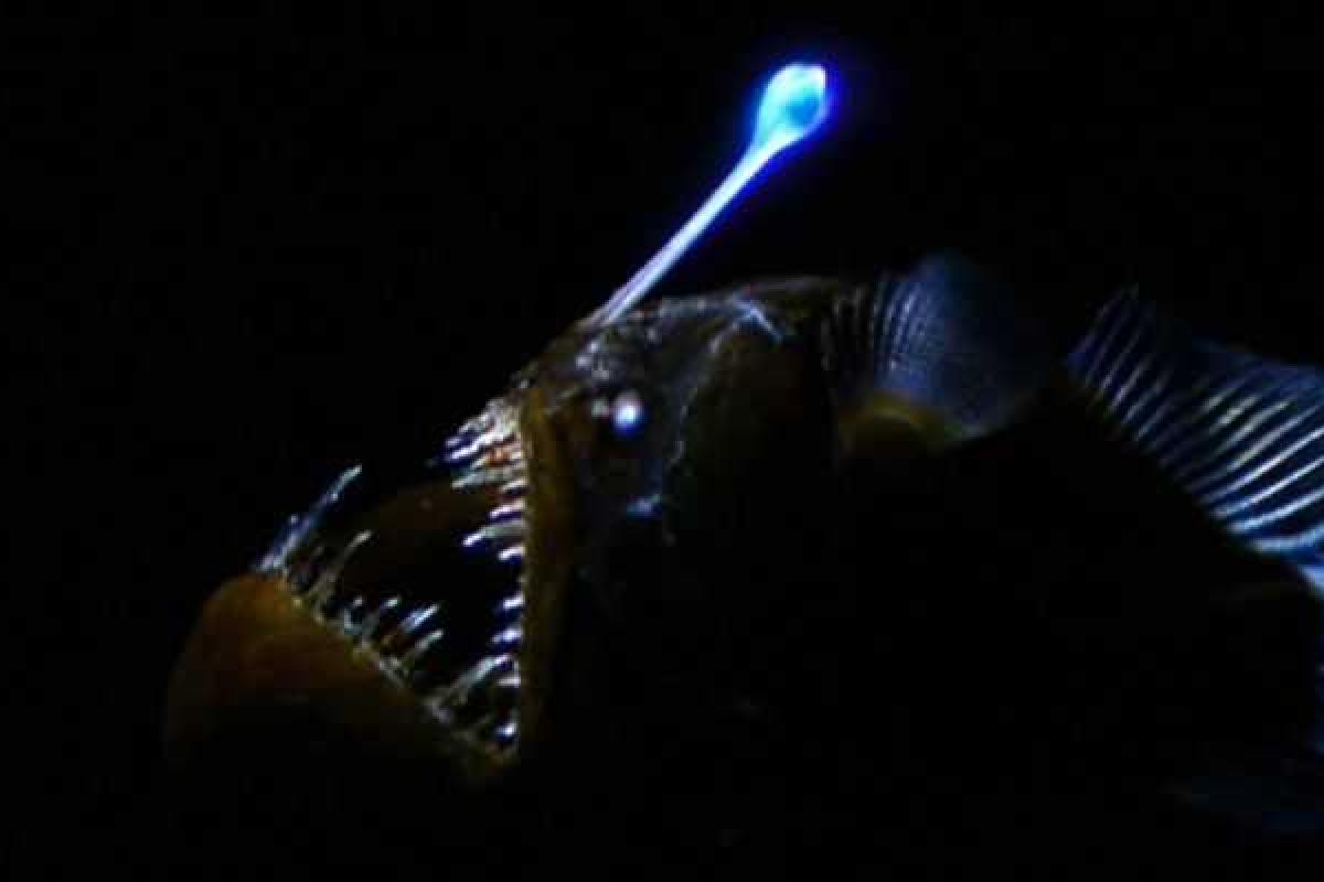 На дне Тихого океана обнаружили морского черта На дне Тихого океана обнаружили морского черта