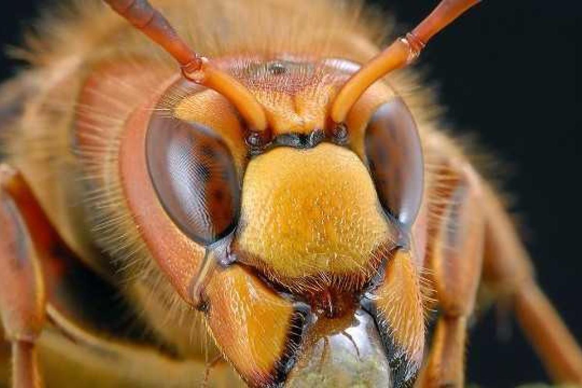 В киевских многоэтажках поселились опасные пчелы