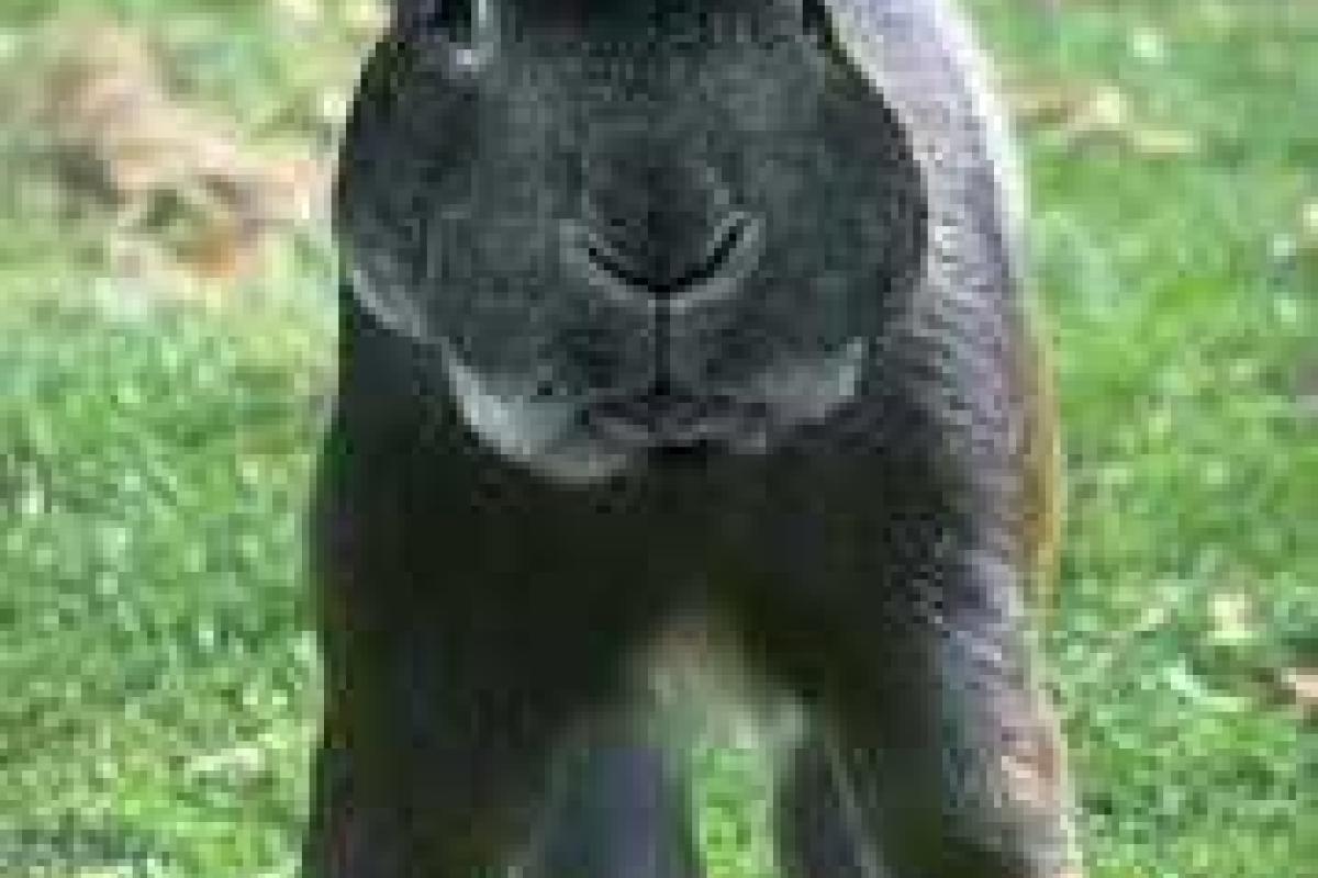 Гигантский скачущий заяц до смерти перепугал водителей и жителей Петербурга