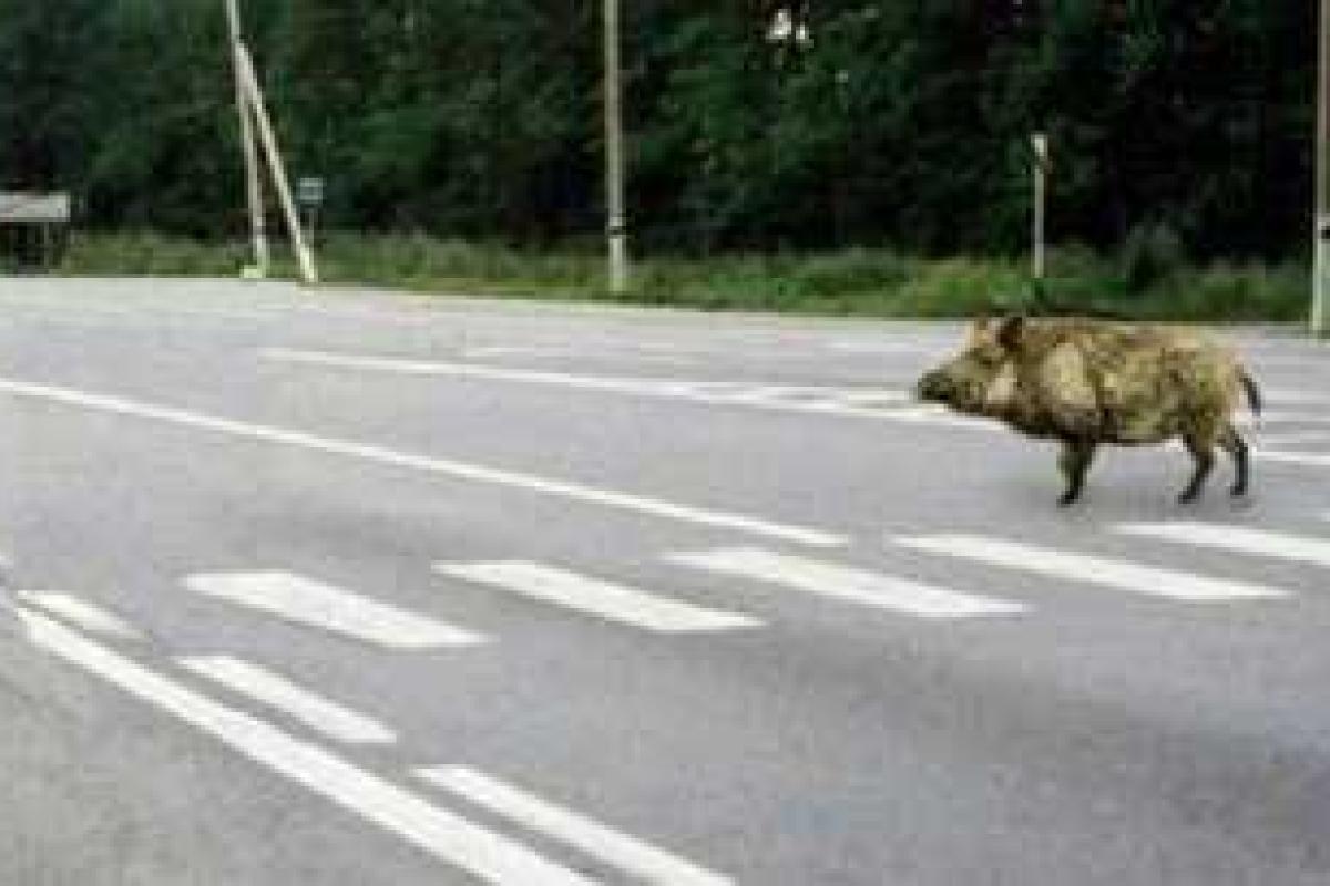 "Дравшийся" с машинами кабан-безумец поверг в шок российских водителей "Дравшийся" с машинами кабан-безумец поверг в шок российских водителей