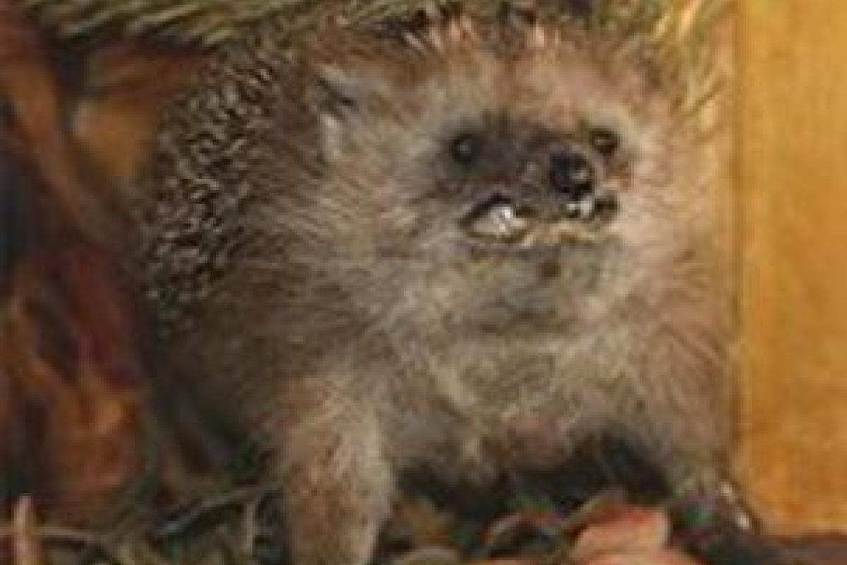 Атакующие людей бешеные ежики держат в страхе жителей России Атакующие людей бешеные ежики держат в страхе жителей России