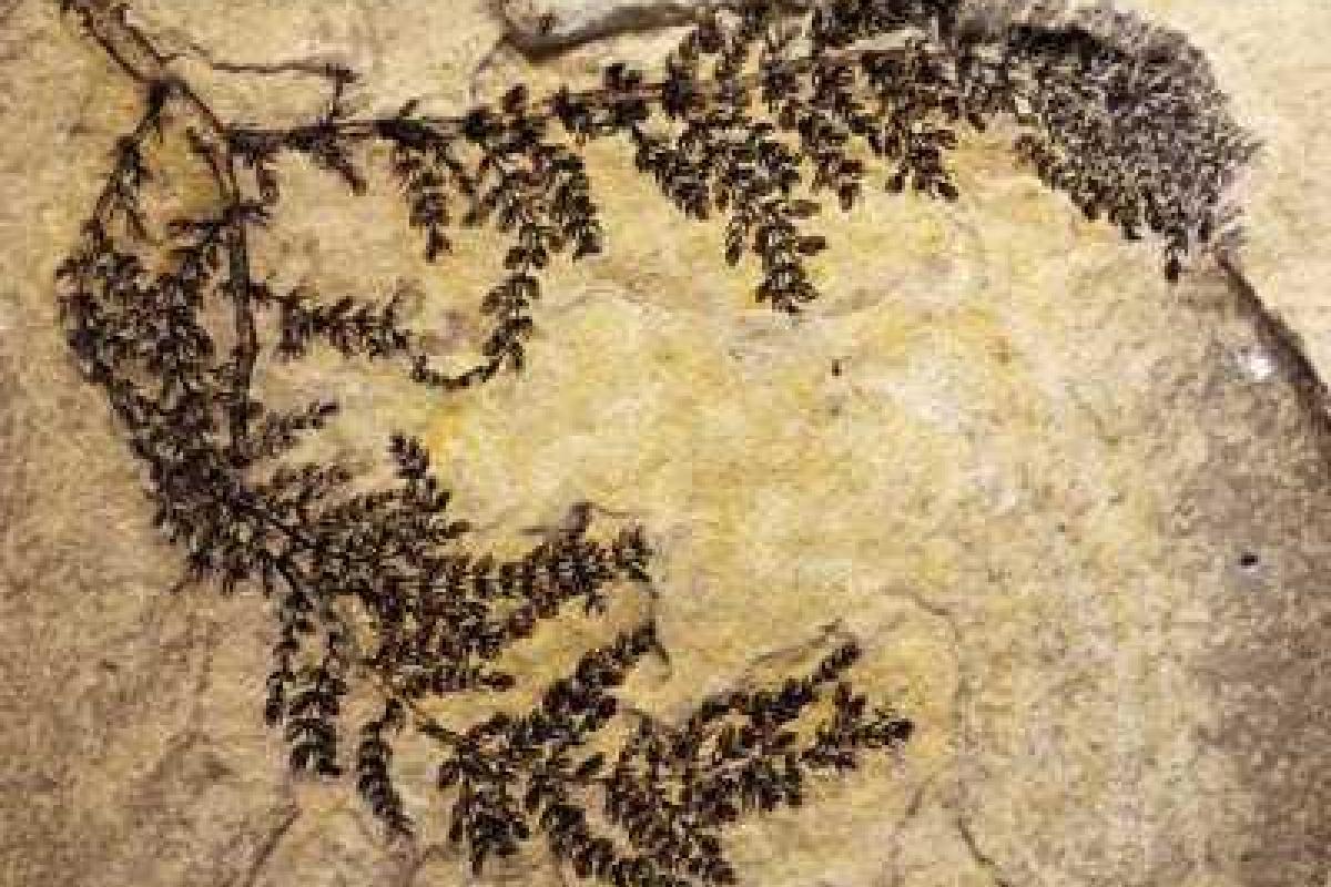 Археологи нашли самый древний цветок