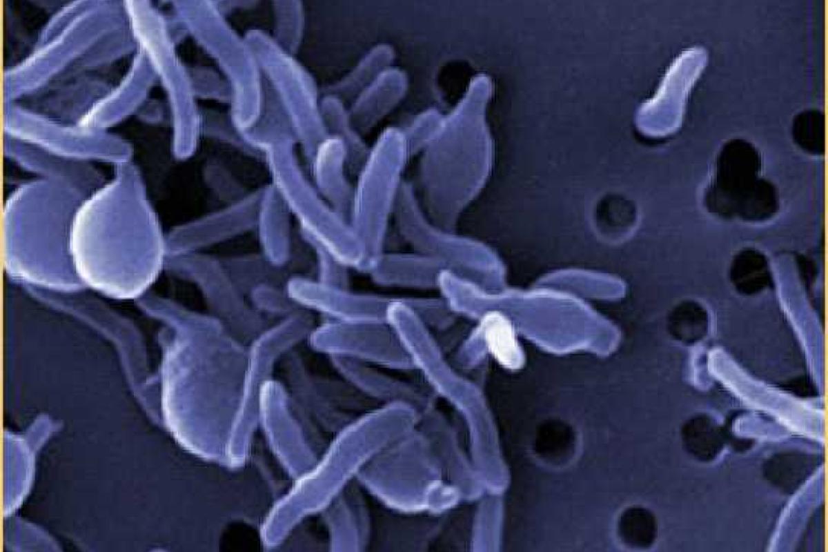 На территории "ДНР" есть угроза вспышки инфекционных заболеваний