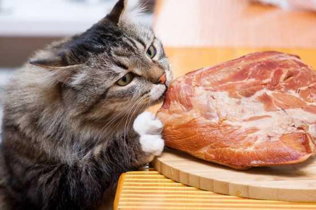 Британец пожаловался в полицию на кошку, которая съела его бекон Британец пожаловался в полицию на кошку, которая съела его бекон