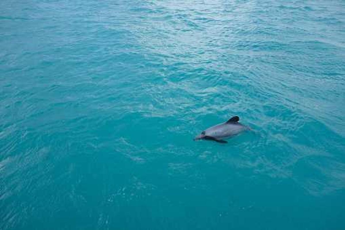 ХАМАС взял в плен израильского дельфина-шпиона ХАМАС взял в плен израильского дельфина-шпиона