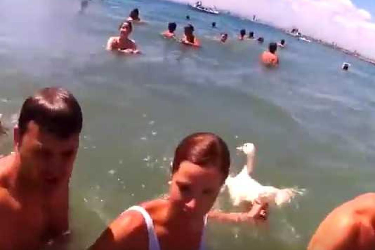 Правозащитника в Испании избили живой уткой