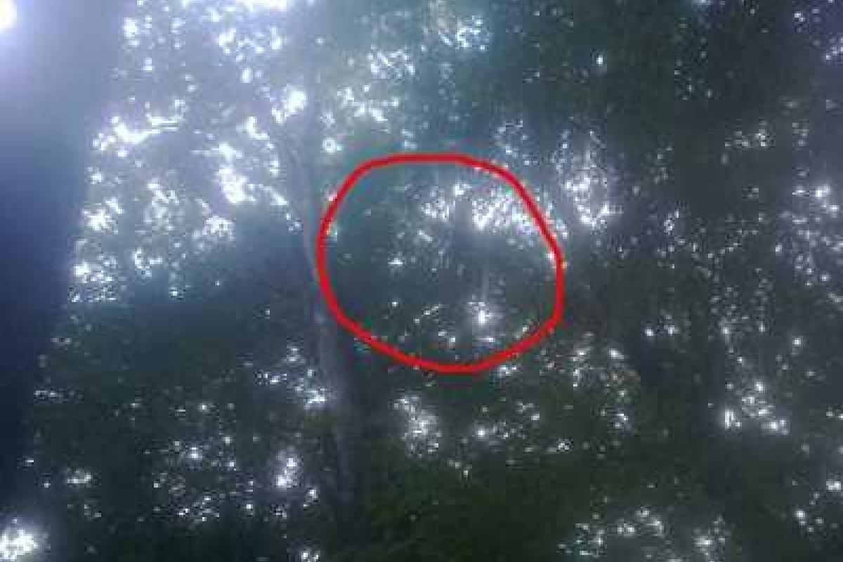 На Винничине планер упал и застрял в деревьях