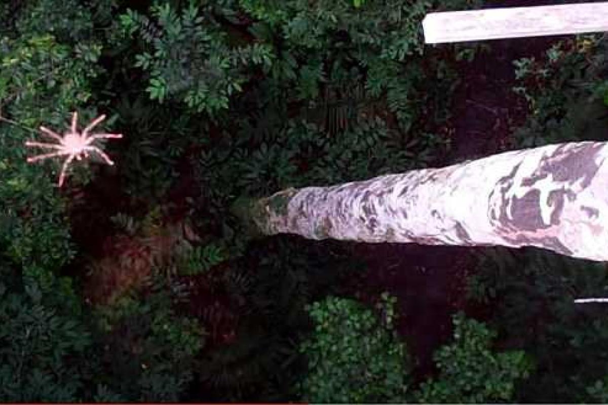 Кошмар арахнофобов: в Южной Америке нашли летающих пауков Кошмар арахнофобов: в Южной Америке нашли летающих пауков