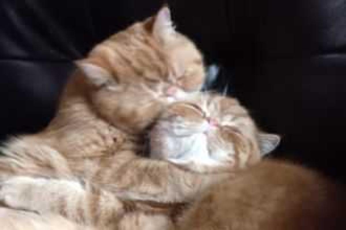 Целующиеся котики покорили интернет Целующиеся котики покорили интернет