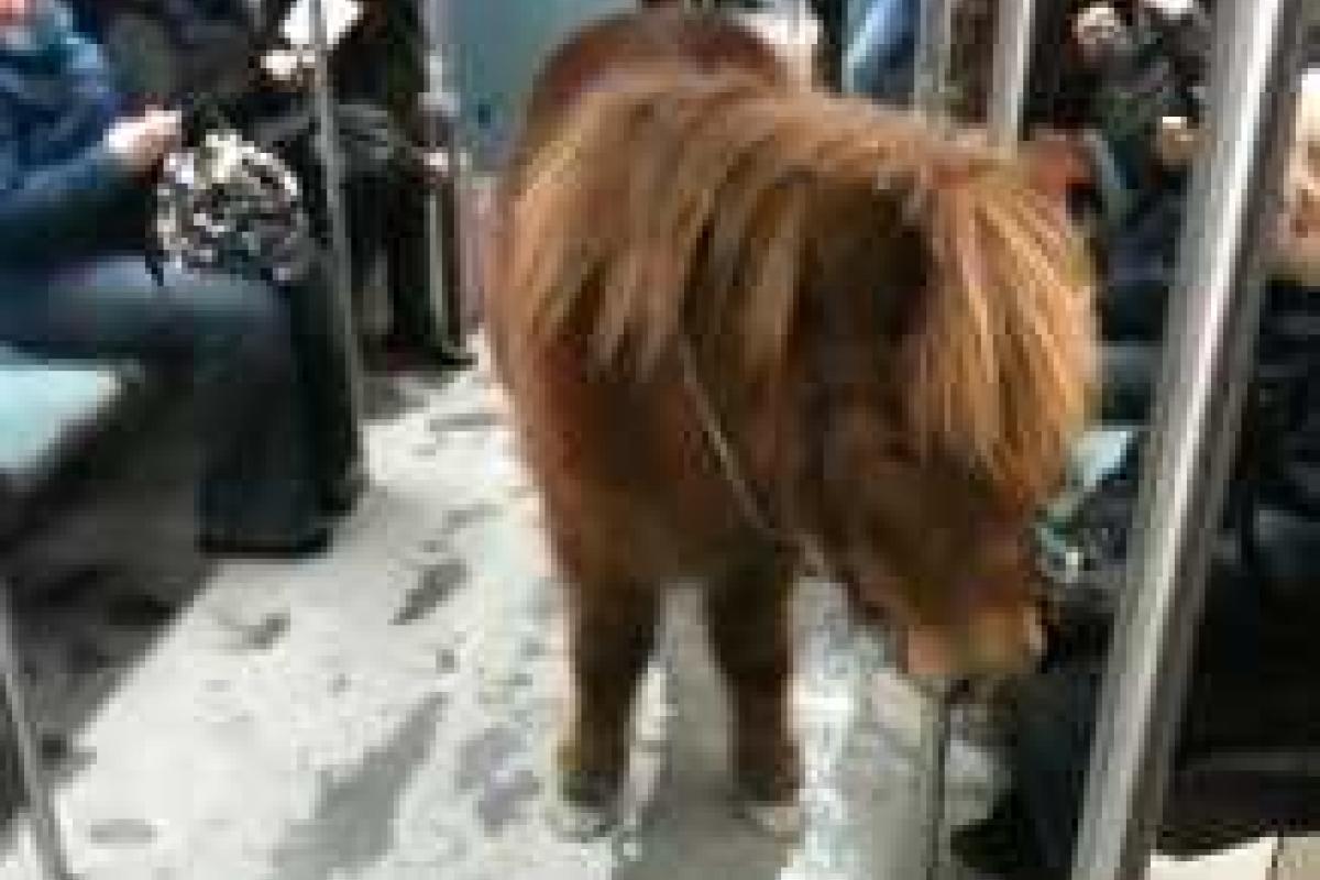 В России собаки загрызли пони В России собаки загрызли пони