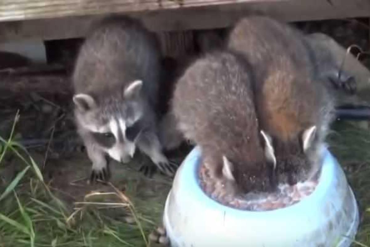 Еноты насмешили интернет страстью к молоку Еноты насмешили интернет страстью к молоку