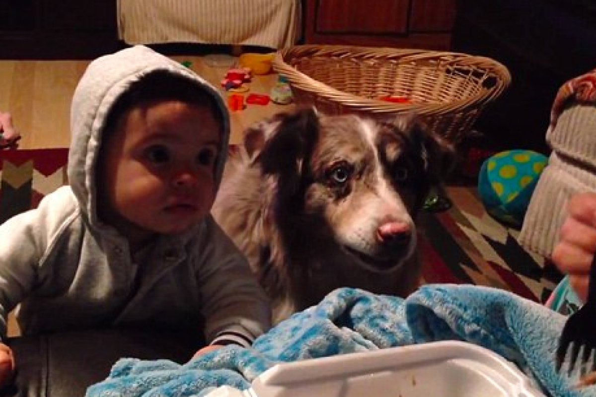 Интернет взорвало видео, как пес учит малыша разговаривать Интернет взорвало видео, как пес учит малыша разговаривать