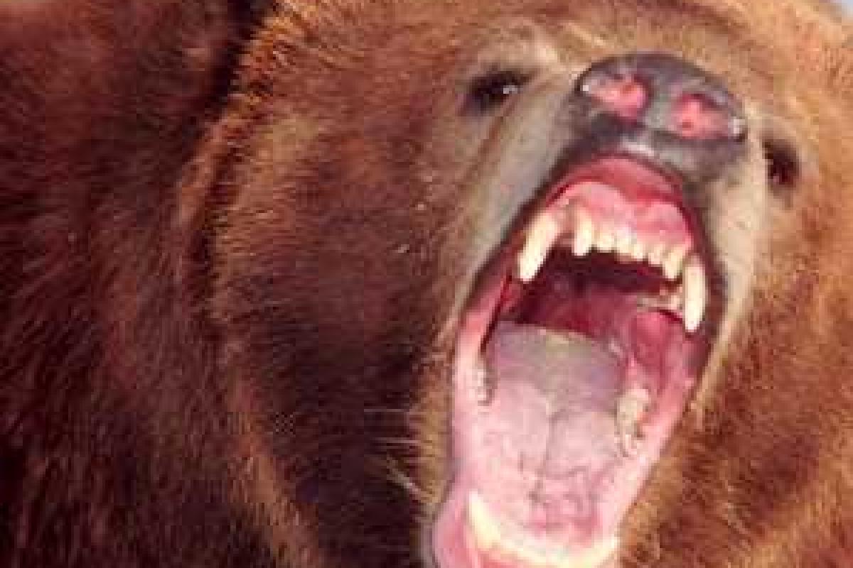 На Курилах живодеры на внедорожниках несколько раз переехали медведя, но он им отомстил На Курилах живодеры на внедорожниках несколько раз переехали медведя, но он им отомстил