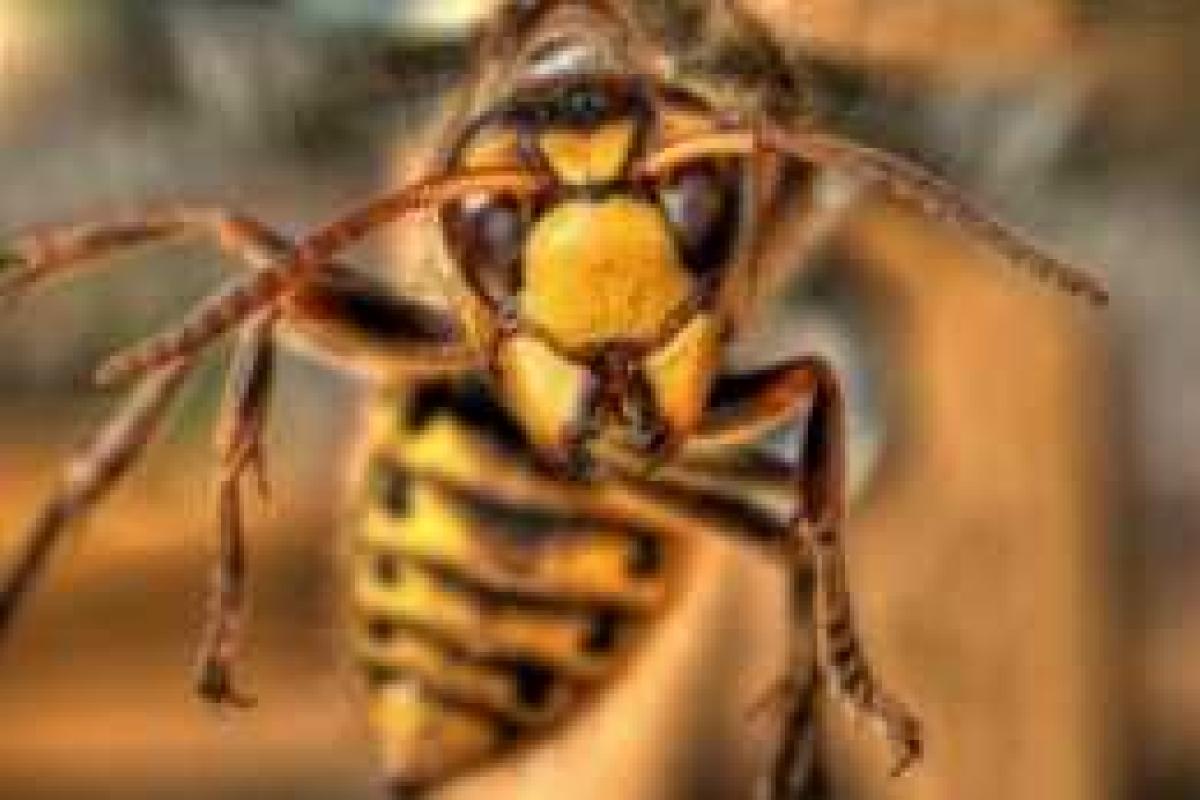 Столичные спасатели вступили в борьбу с шершнями Столичные спасатели вступили в борьбу с шершнями