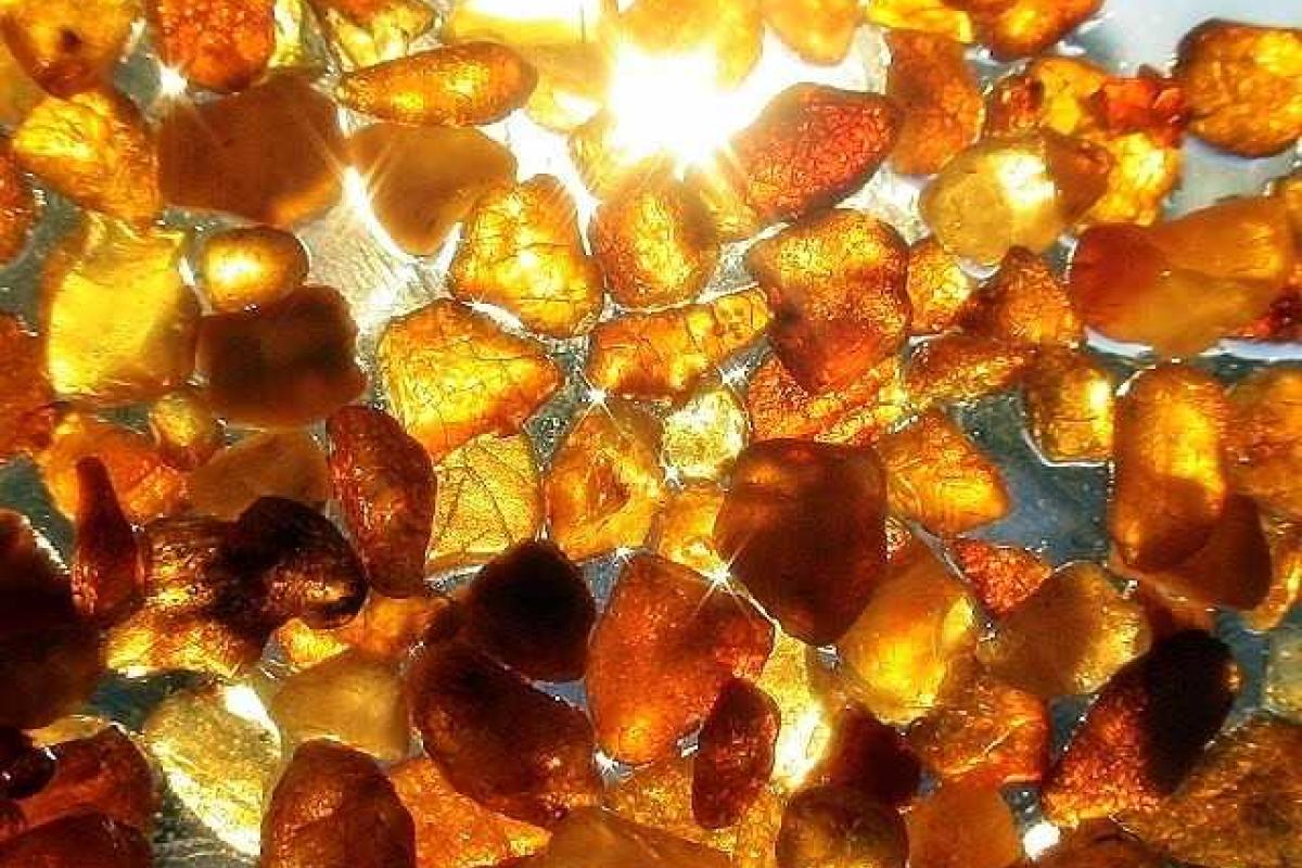 В недрах на Полесье остается до 80% янтаря В недрах на Полесье остается до 80% янтаря