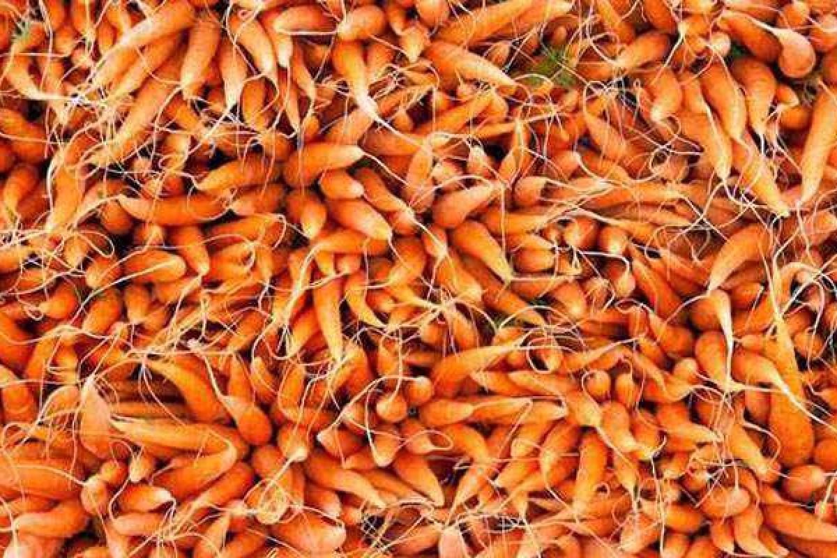 Вслед за сыром в России уничтожили 10 тонн польской моркови