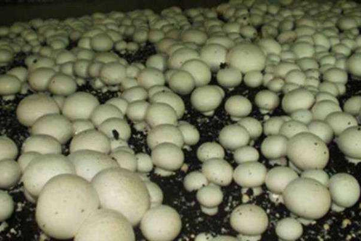 В Украине из-за аномальной жары подорожают грибы В Украине из-за аномальной жары подорожают грибы