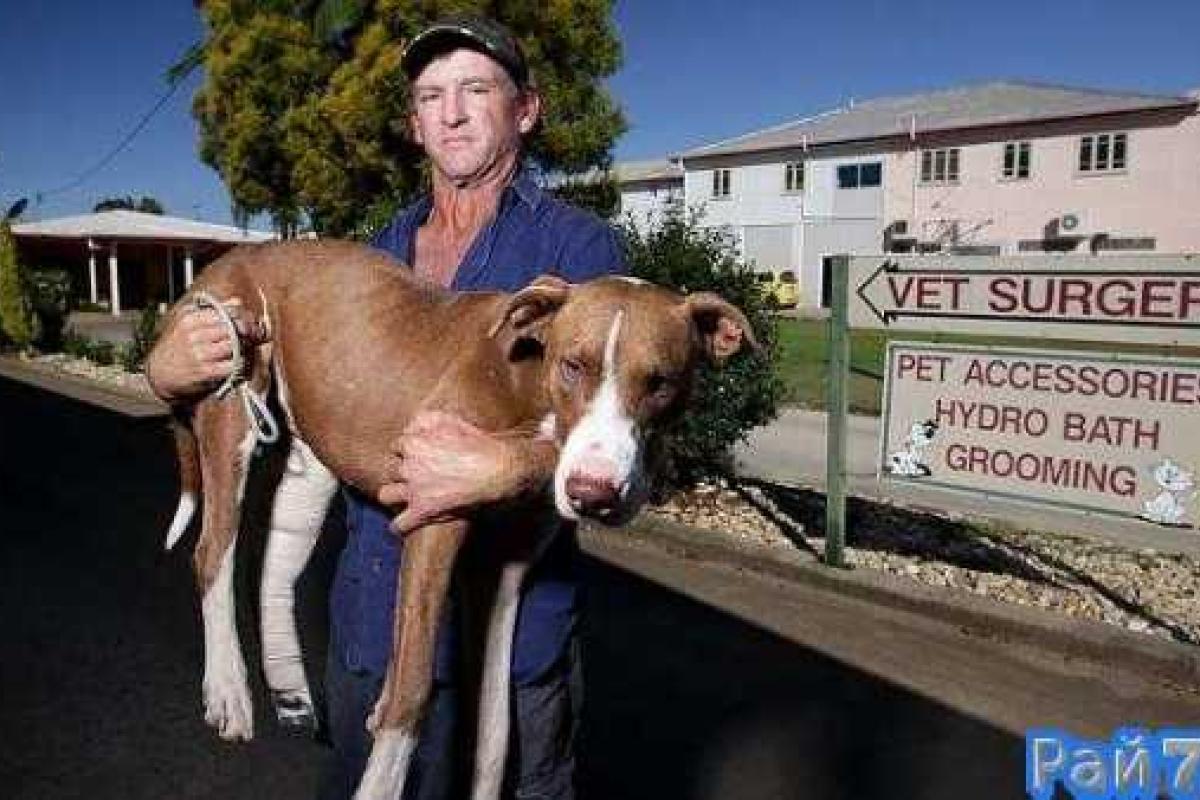 Австралийский охотник два дня нес на руках свою раненую собаку, на которую напал крокодил Австралийский охотник два дня нес на руках свою раненую собаку, на которую напал крокодил