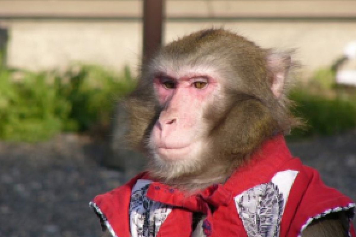 В китайских ВВС будут служить обезьяны В китайских ВВС будут служить обезьяны