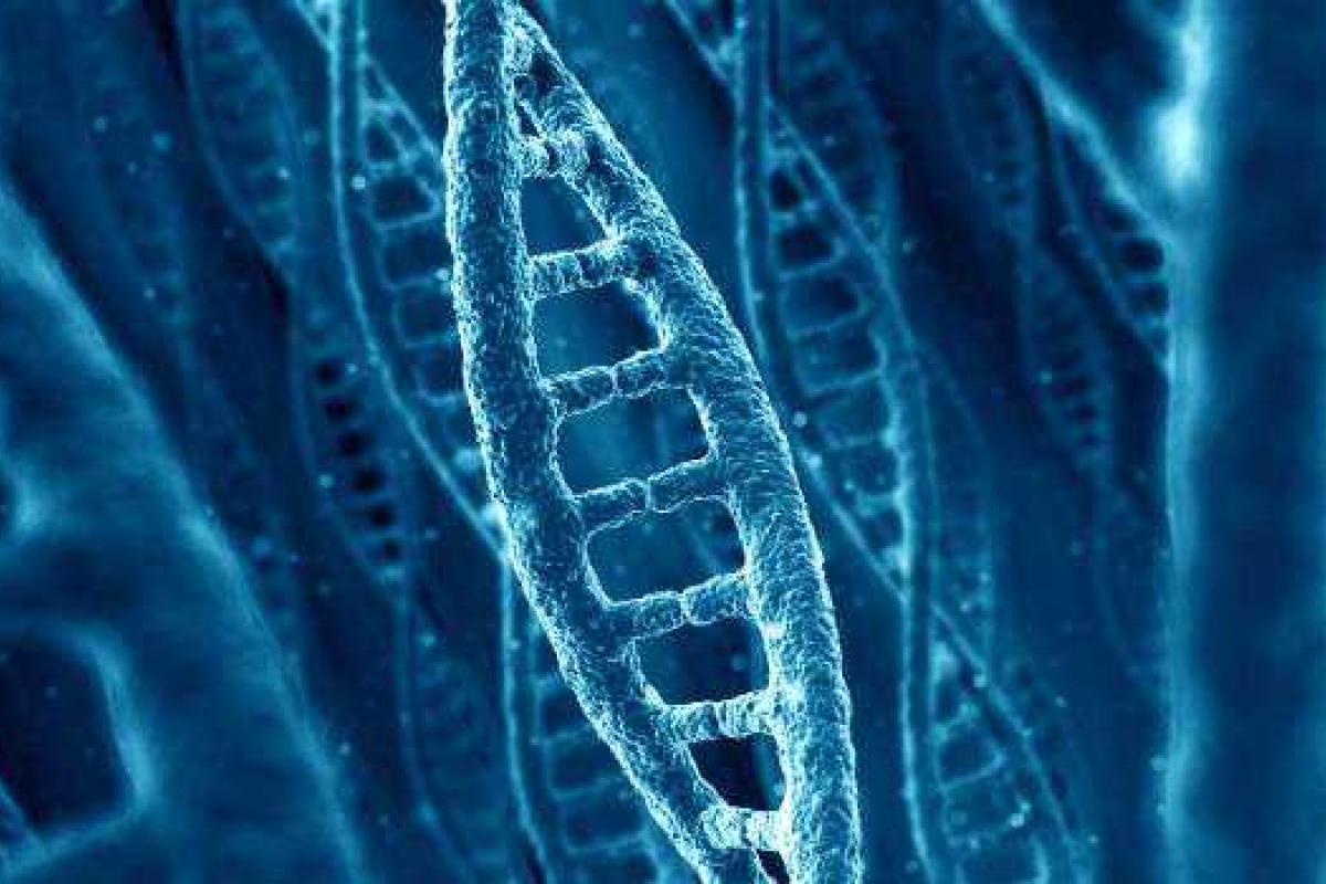 Ученые узнали, как гены влияют на политические предпочтения Ученые узнали, как гены влияют на политические предпочтения