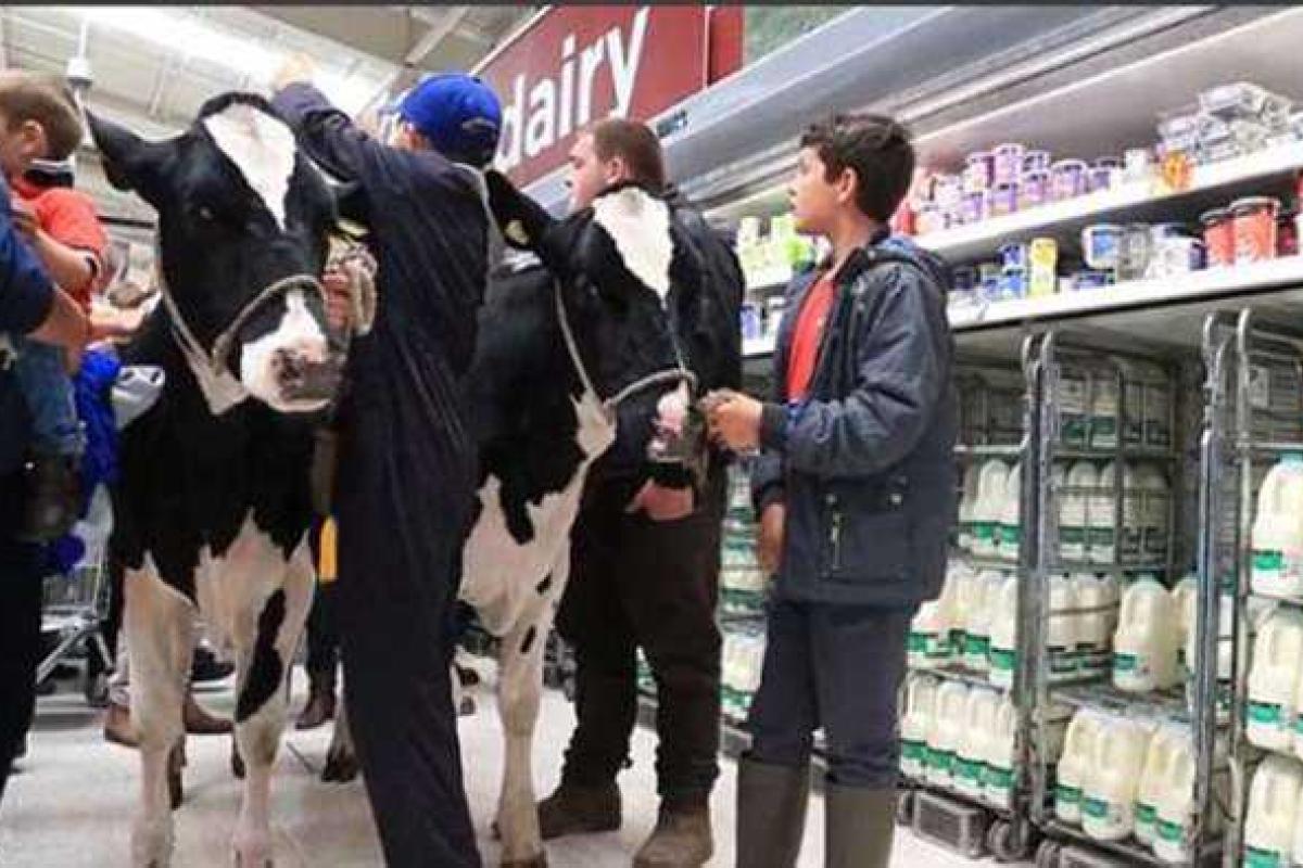 Фермеры Великобритании привели коров в супермаркет Фермеры Великобритании привели коров в супермаркет