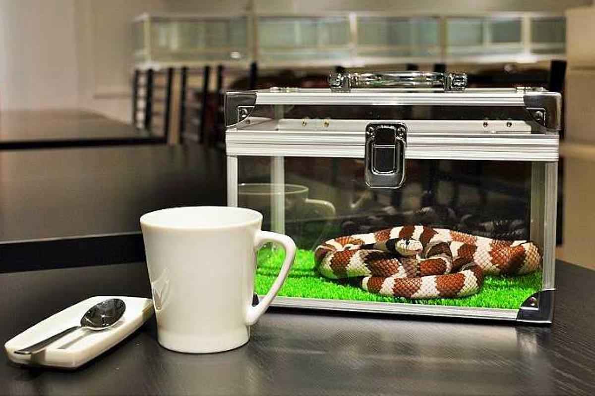 В Японии открылось змеиное кафе