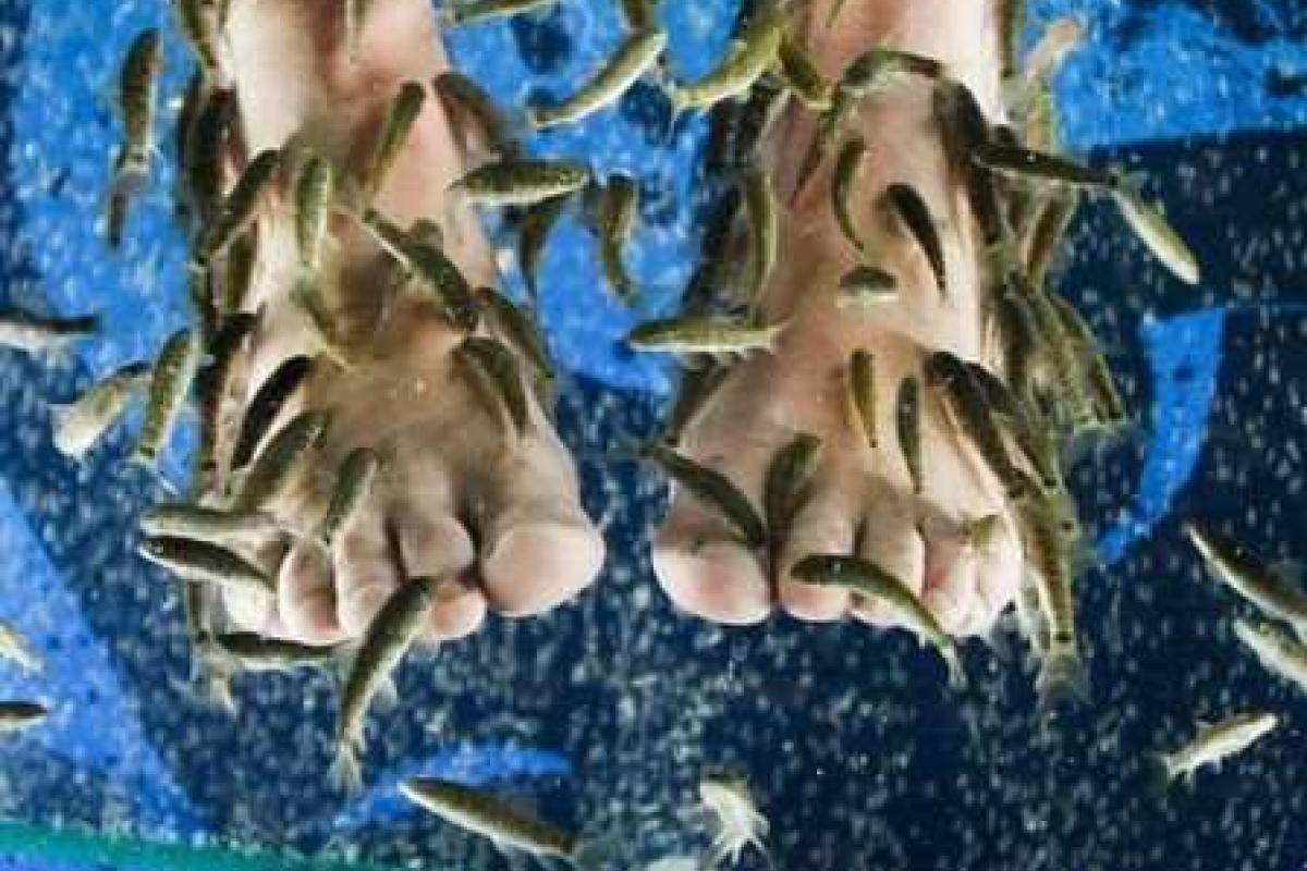 Fish-пилинг - чудо рыбки для идеальных ножек Fish-пилинг - чудо рыбки для идеальных ножек