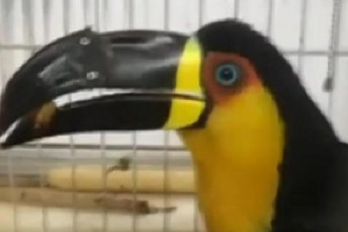 В Бразилии травмированному тукану напечатали на 3D-принтере новый клюв В Бразилии травмированному тукану напечатали на 3D-принтере новый клюв
