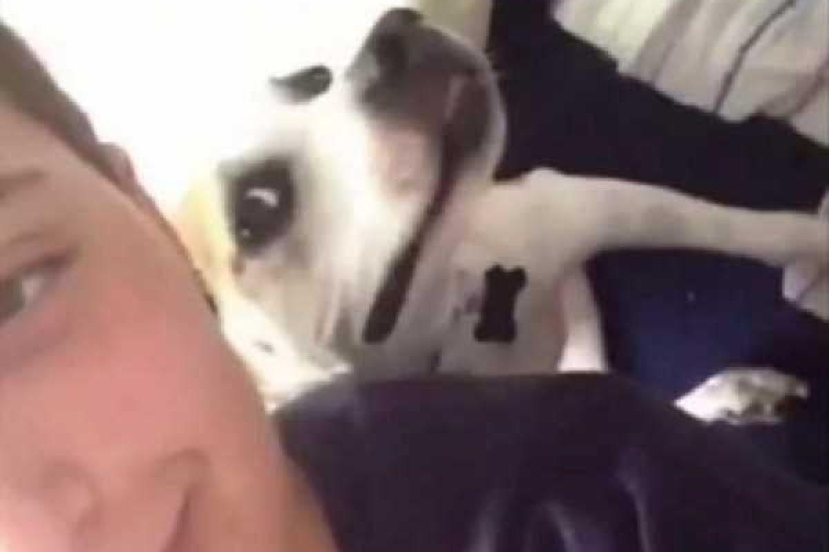 Собака показала, как делать настоящее селфи Собака показала, как делать настоящее селфи