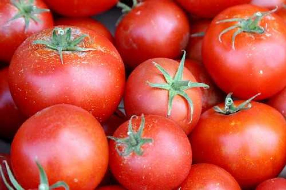 Чтобы спасти санкционные томаты, водитель угнал фуру и сбежал из России Чтобы спасти санкционные томаты, водитель угнал фуру и сбежал из России