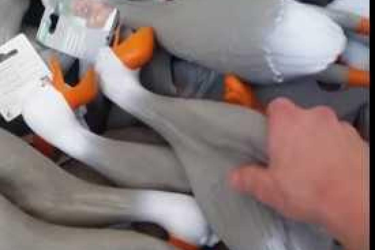 Новым интернет-хитом стали адские резиновые гуси