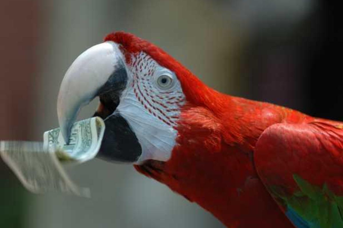 Миллионерша завещала 100 тысяч долларов своим попугаям