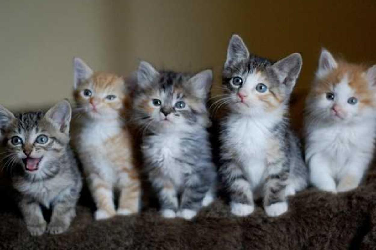 В Киеве раздадут 50 котят из приютов