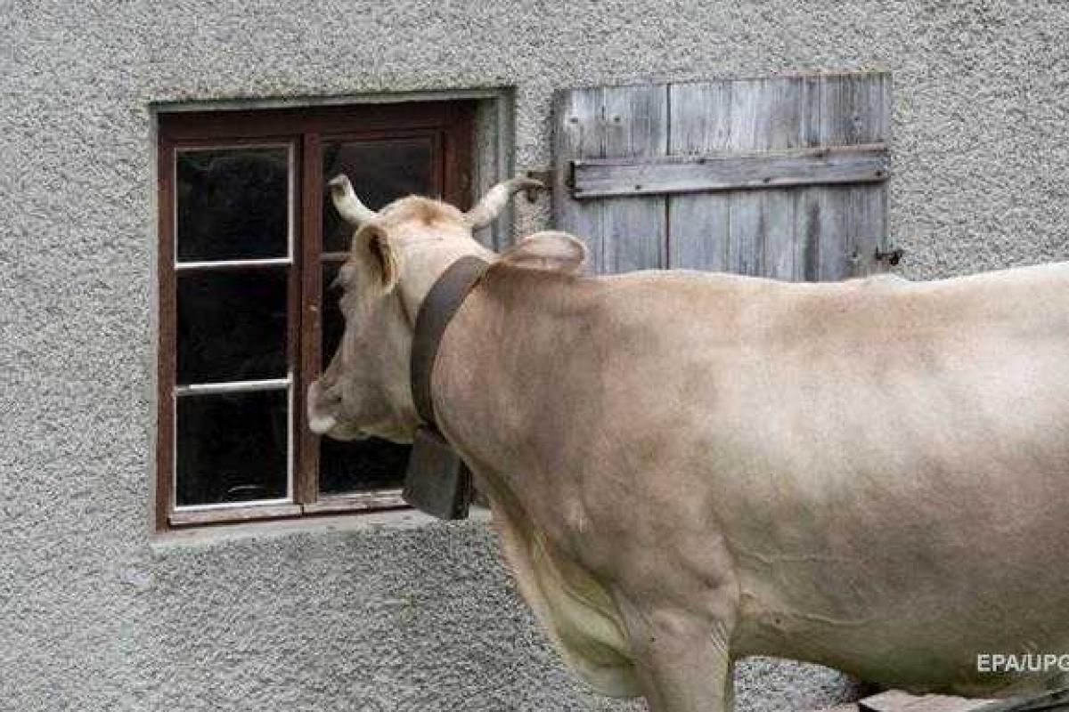 38 коров решили "сбежать" из Украины