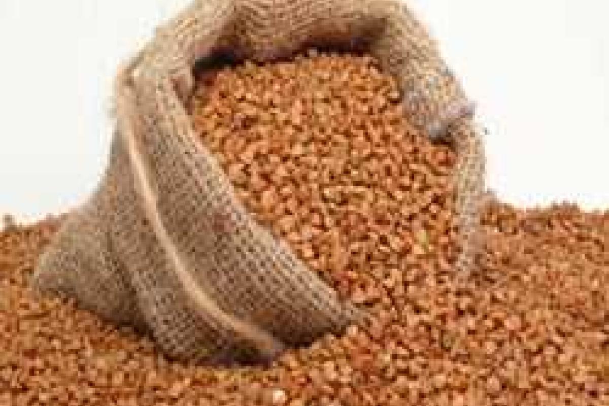 В Украине снова подорожает гречка