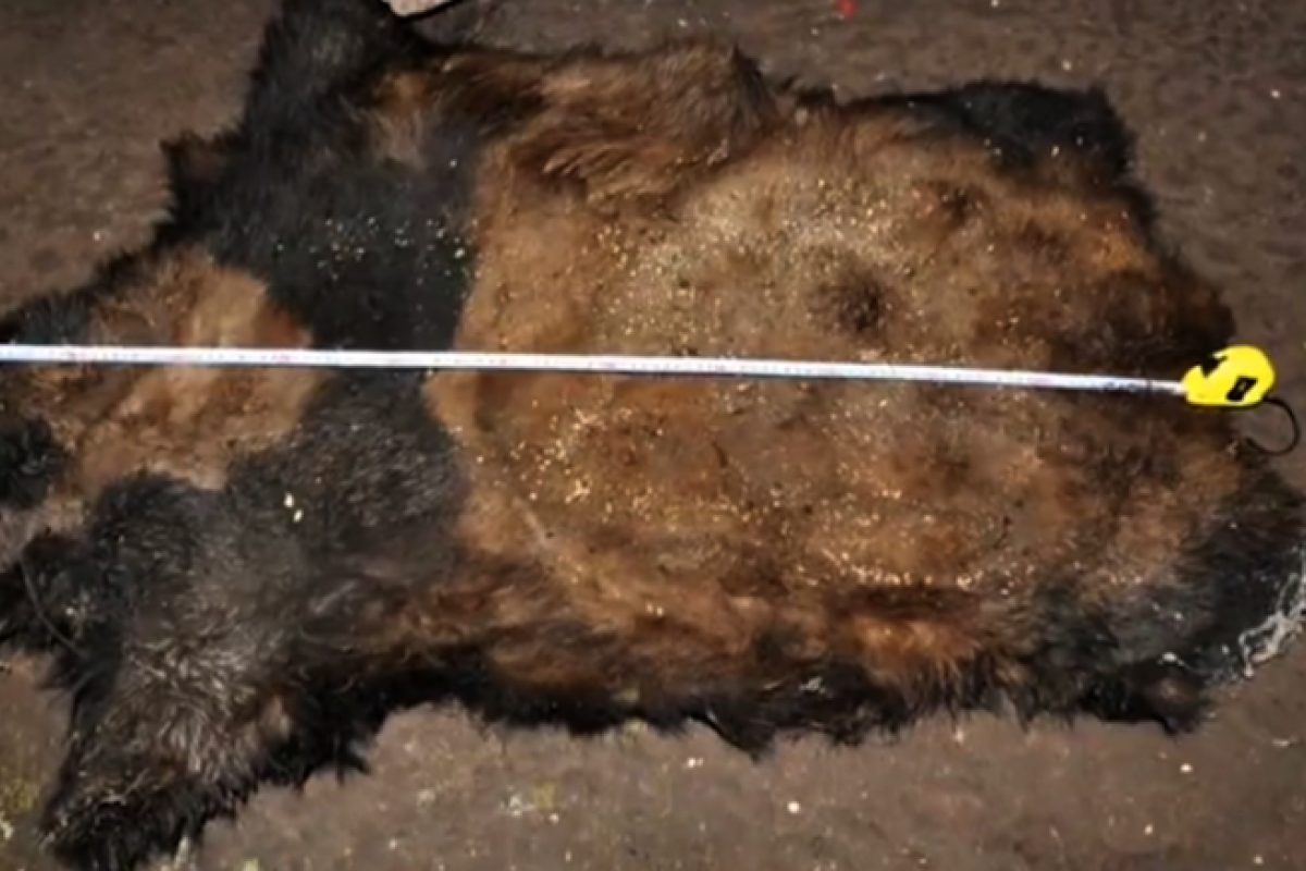 Китайские живодеры жестоко убили уникальную панду ради мяса Китайские живодеры жестоко убили уникальную панду ради мяса