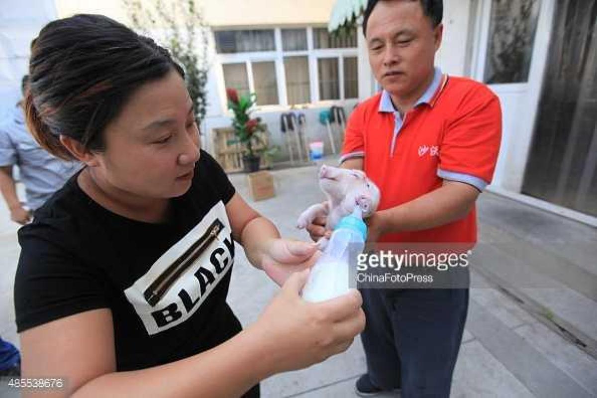 В Китае родился двухголовый поросенок