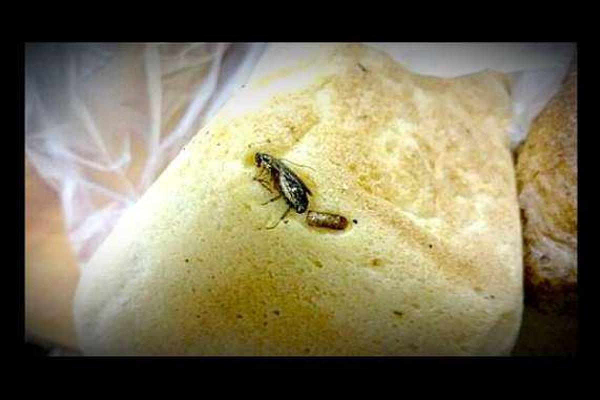 В керченской больнице ребенку дали хлеб с испеченным тараканом В керченской больнице ребенку дали хлеб с испеченным тараканом