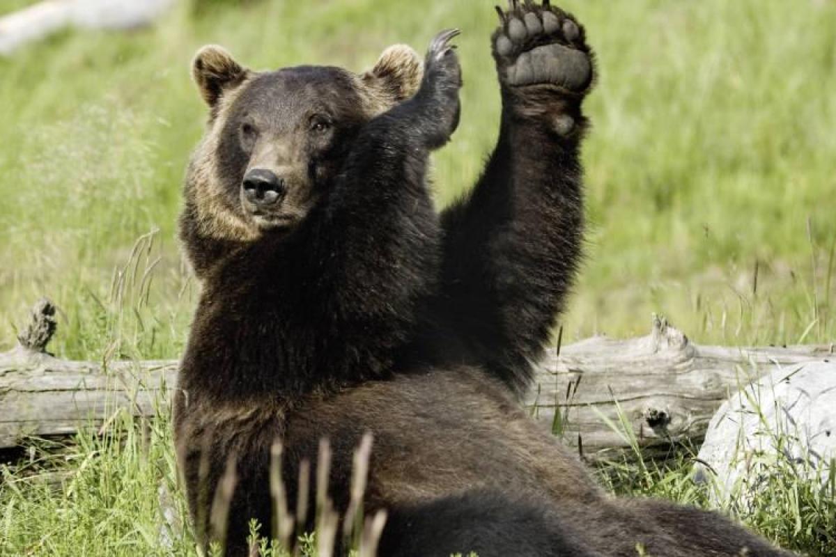 Омский поселок лидирует по явке на выборах из-за медведя Омский поселок лидирует по явке на выборах из-за медведя