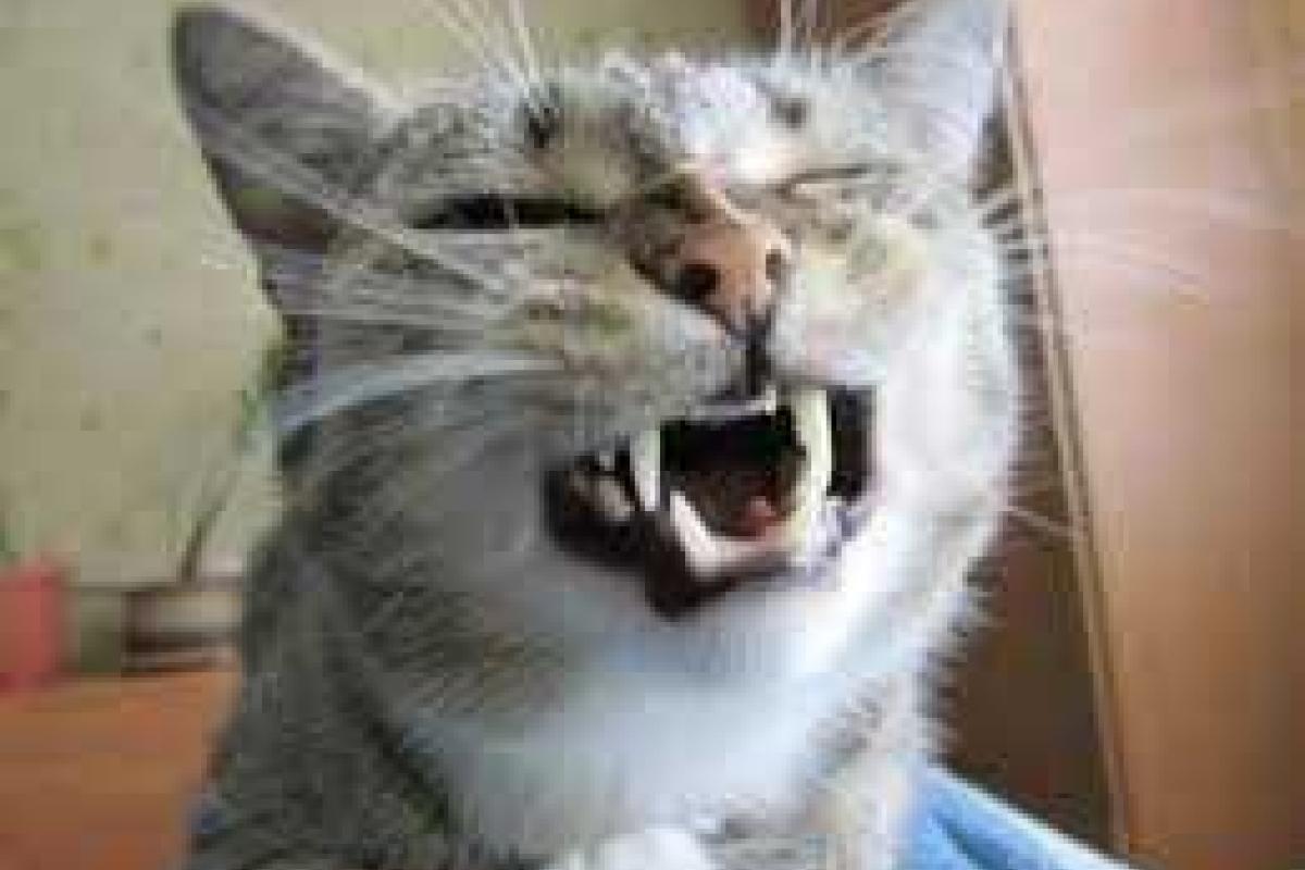 В Судаке объявили карантин из-за бешеного кота