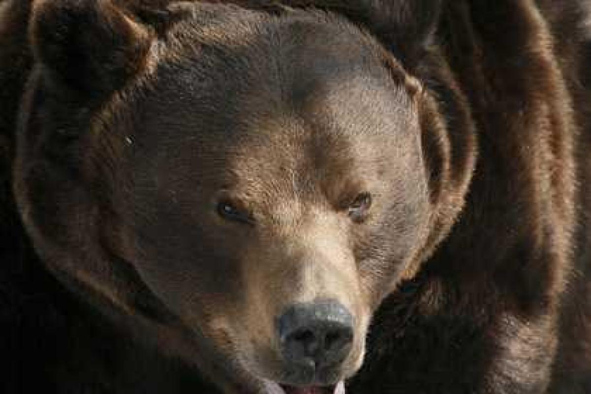 В России дети вынуждены сидеть взаперти из-за нашествия медведей В России дети вынуждены сидеть взаперти из-за нашествия медведей