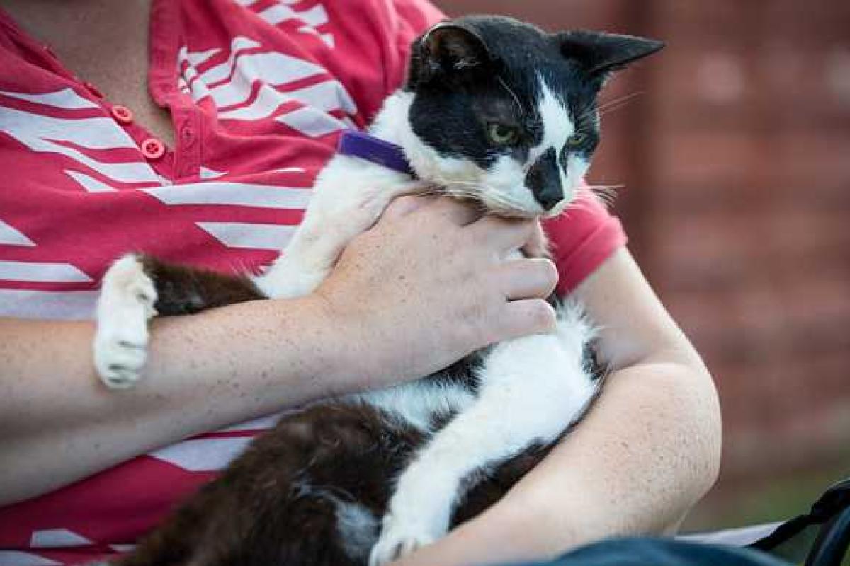 Умер самый старый кот в мире