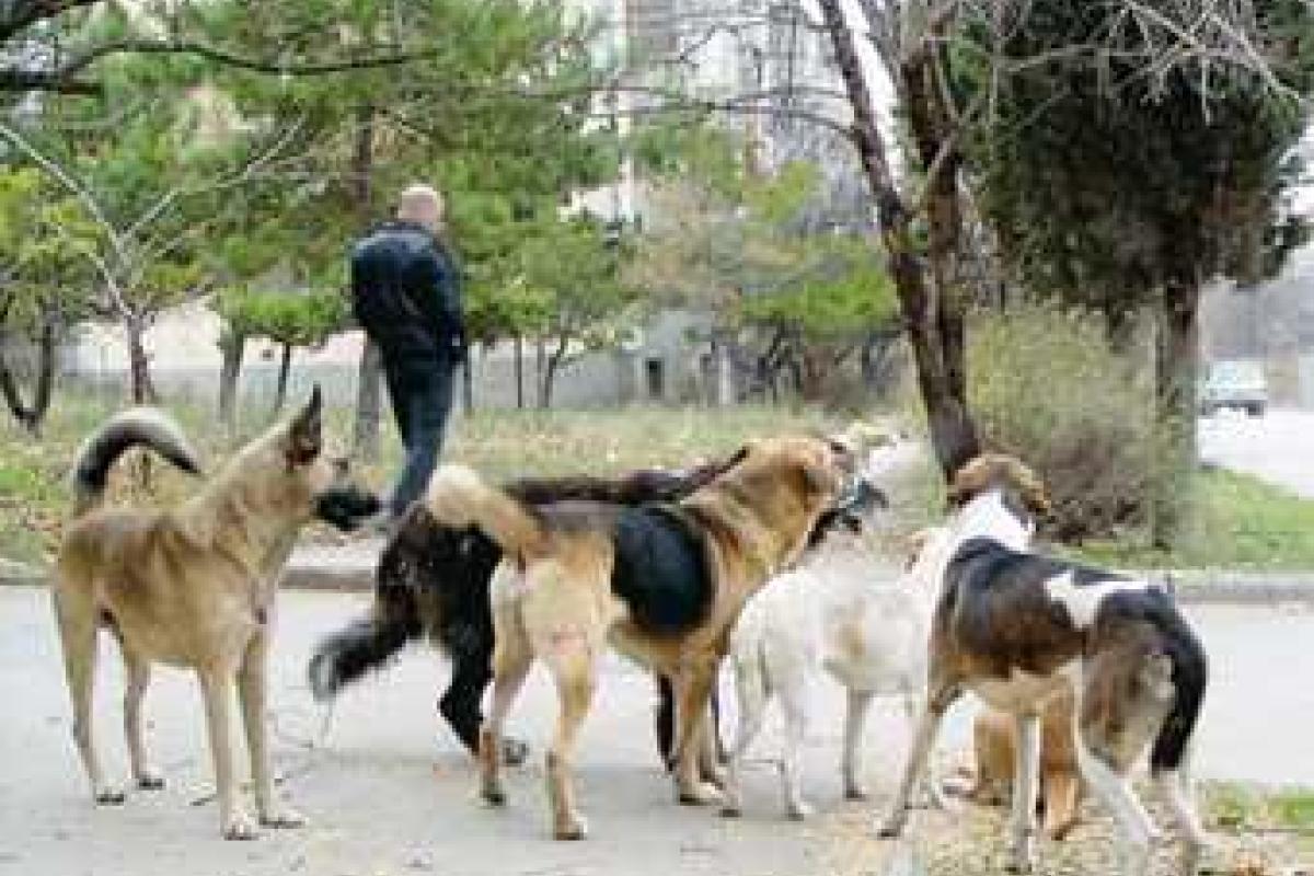 Горловские боевики-головорезы по ночам отстреливают бродячих собак Горловские боевики-головорезы по ночам отстреливают бродячих собак