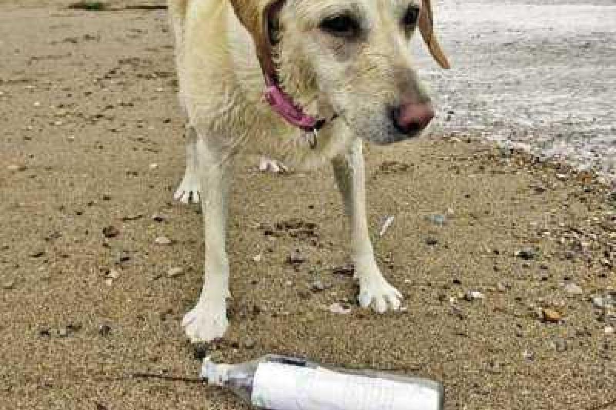 Бутылка с запиской из Черного моря доплыла до берегов Великобритании Бутылка с запиской из Черного моря доплыла до берегов Великобритании