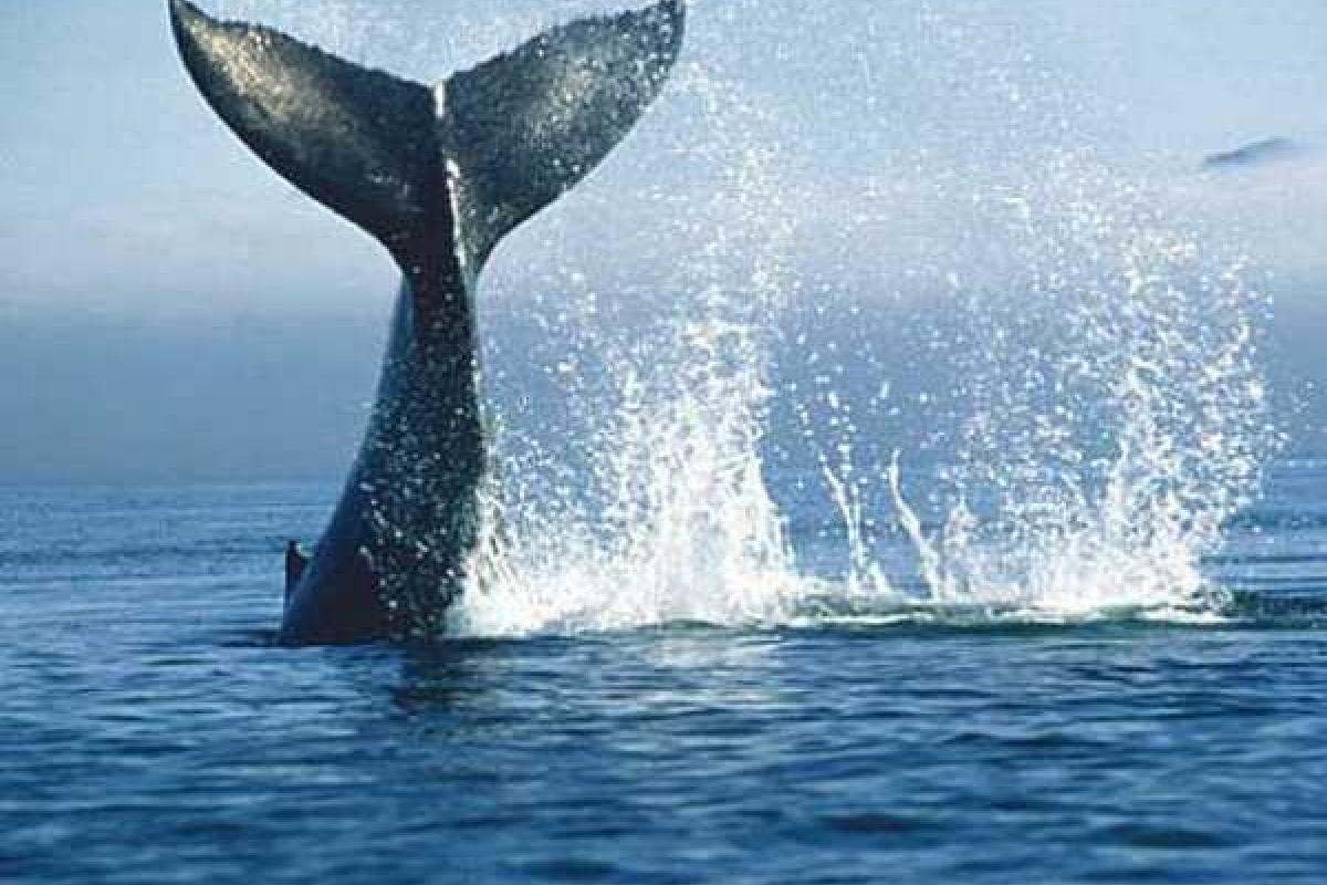 Кит стал причиной гибели пяти пассажиров круизного судна в Канаде 