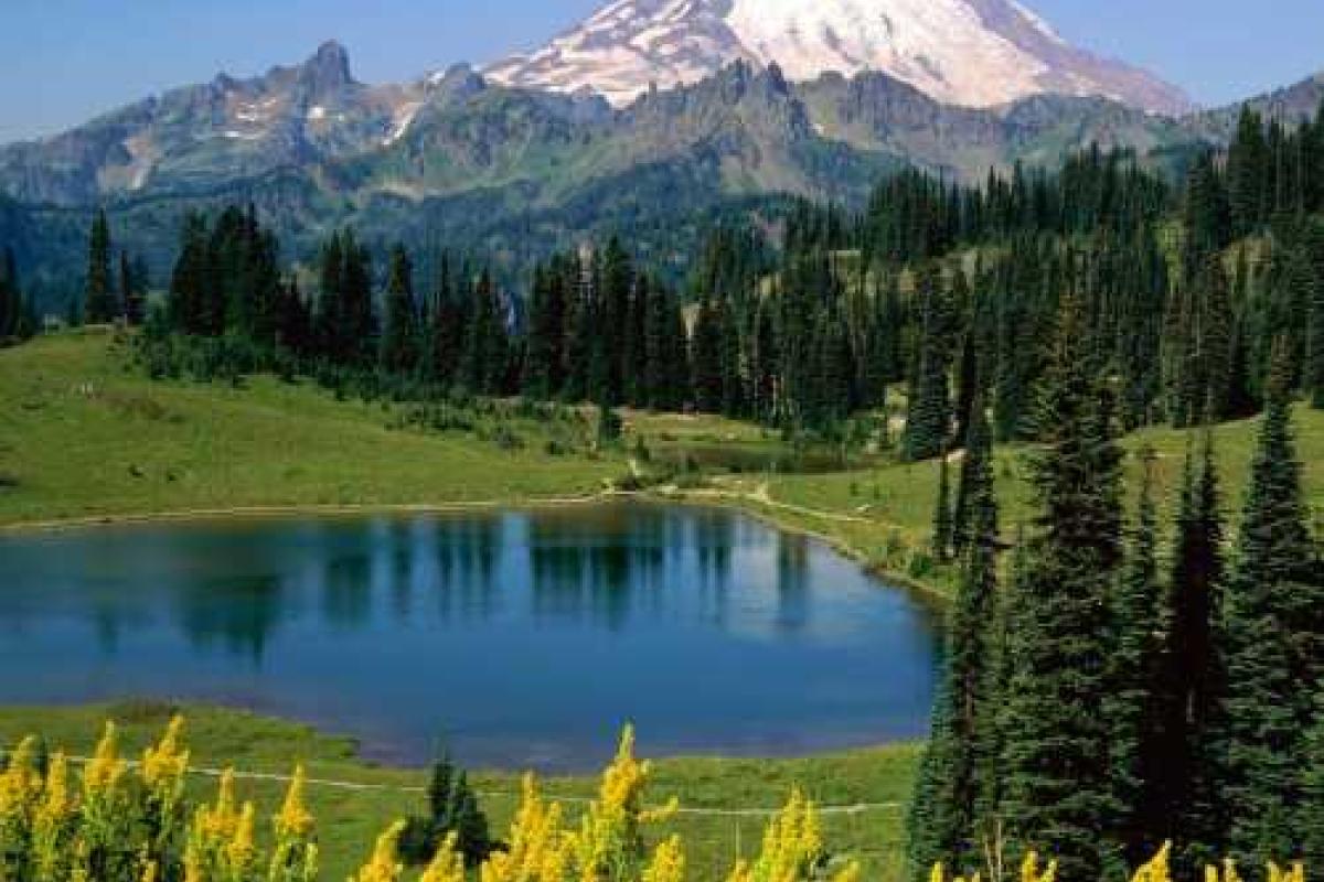 В США зафиксировали случай бубонной чумы