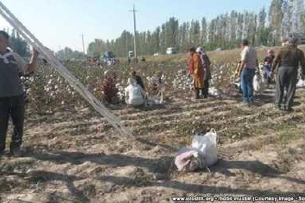 В Узбекистане собранный хлопок заставили приклеить назад