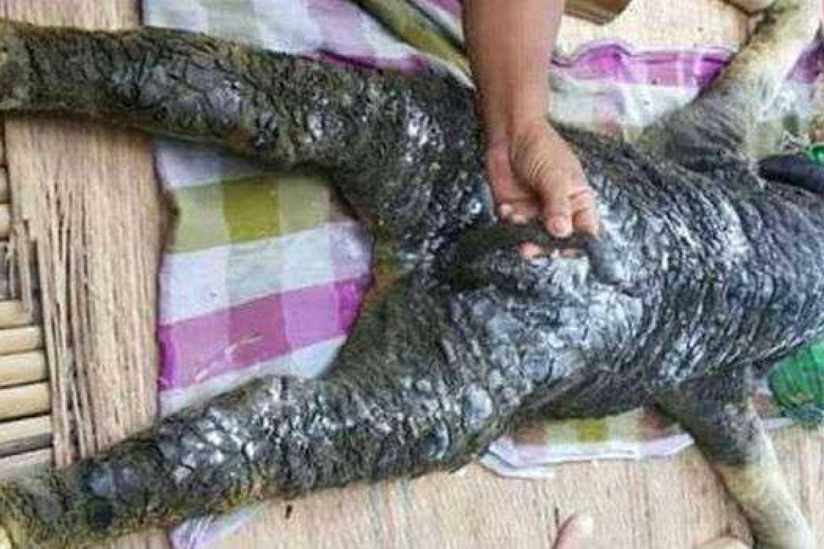 Жителей села в Таиланде напугал монстр Жителей села в Таиланде напугал монстр